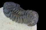 Bargain, Austerops Trilobite - Nice Eye Facets #80658-4
